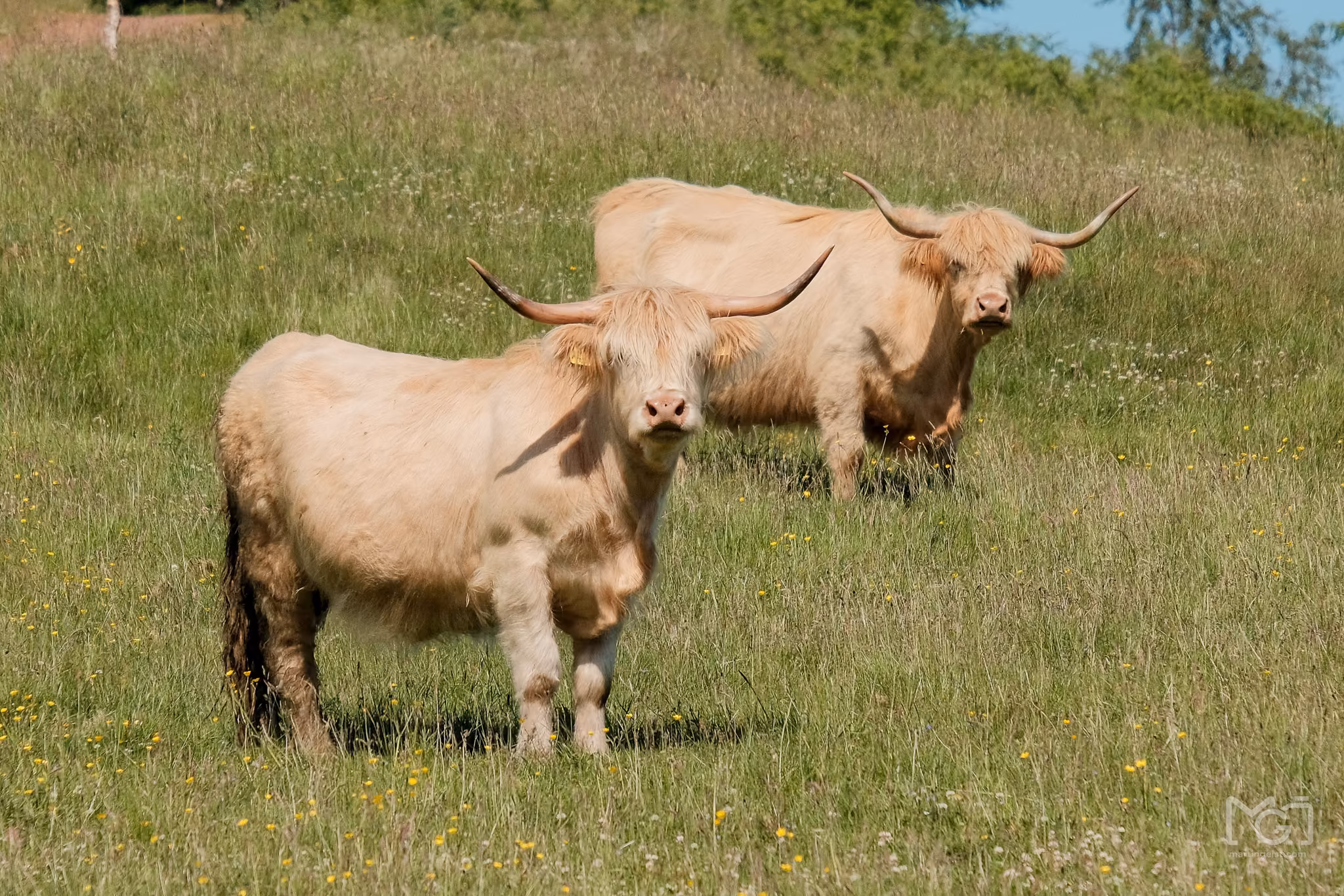 Two pale cattle grazing in a green field
